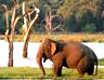 Wild Life Beach Colombo Tour