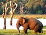 Wild Life Beach Colombo Tour